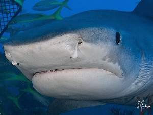 Diving at Tiger beach often offers real closeup photo opp... by Steven Anderson 